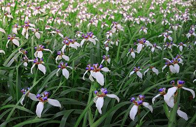 迷幻风视觉小说《Dome-King Cabbage》确认登陆Switch